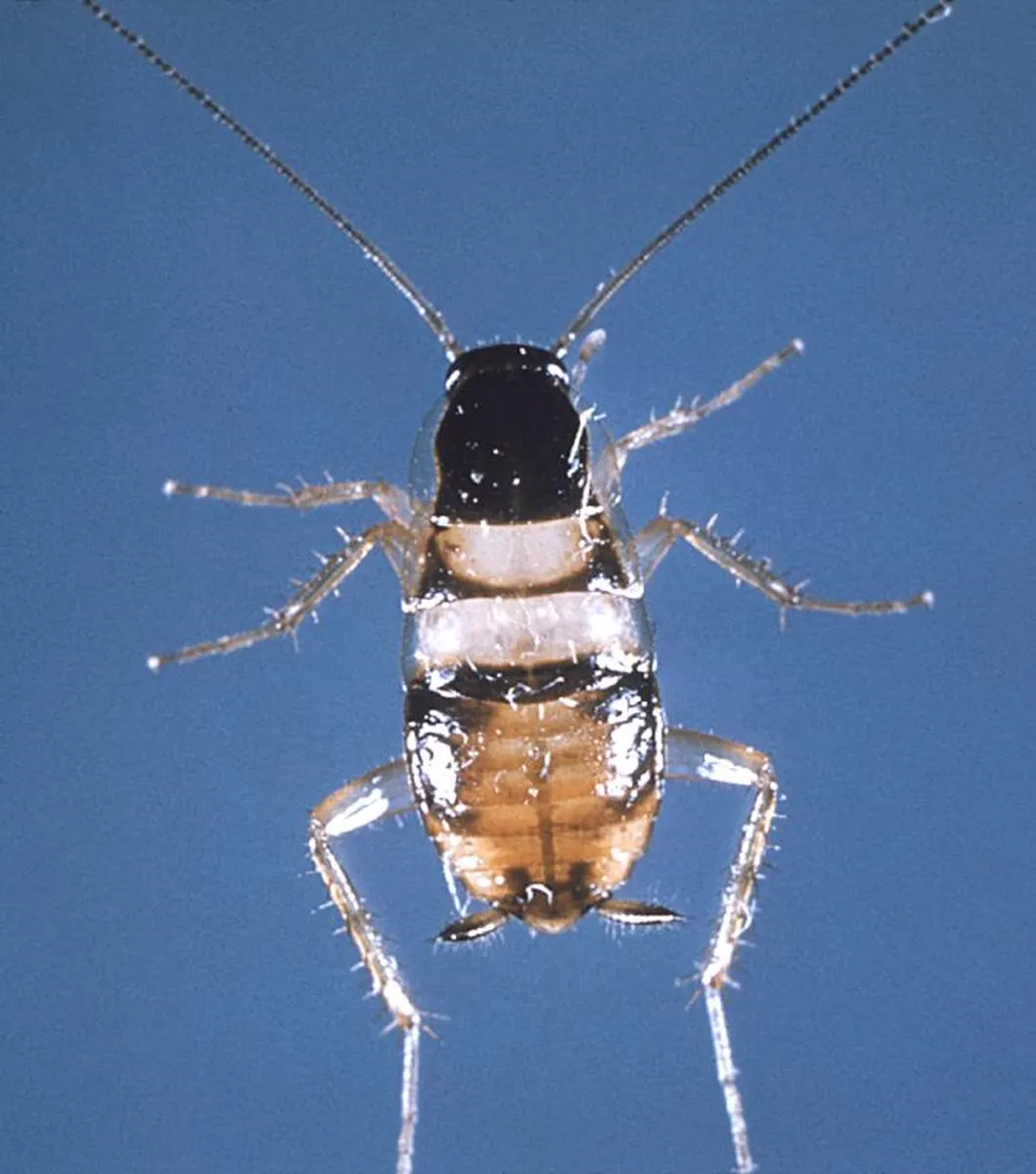 Cockroach control treatment