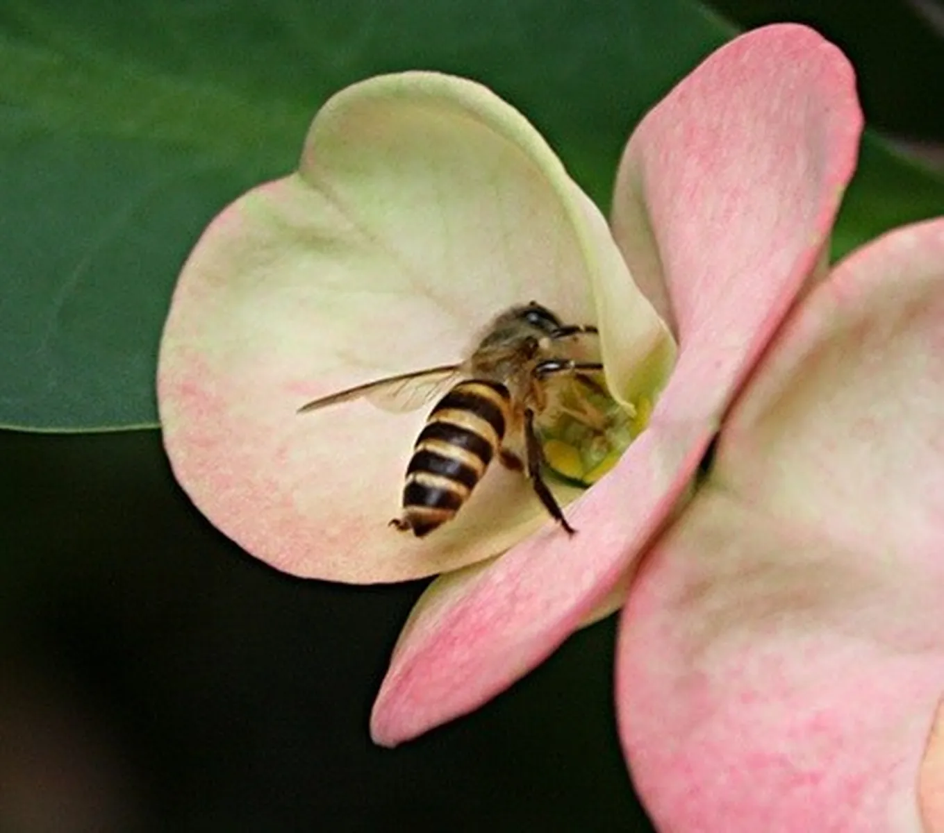 Bee control treatment