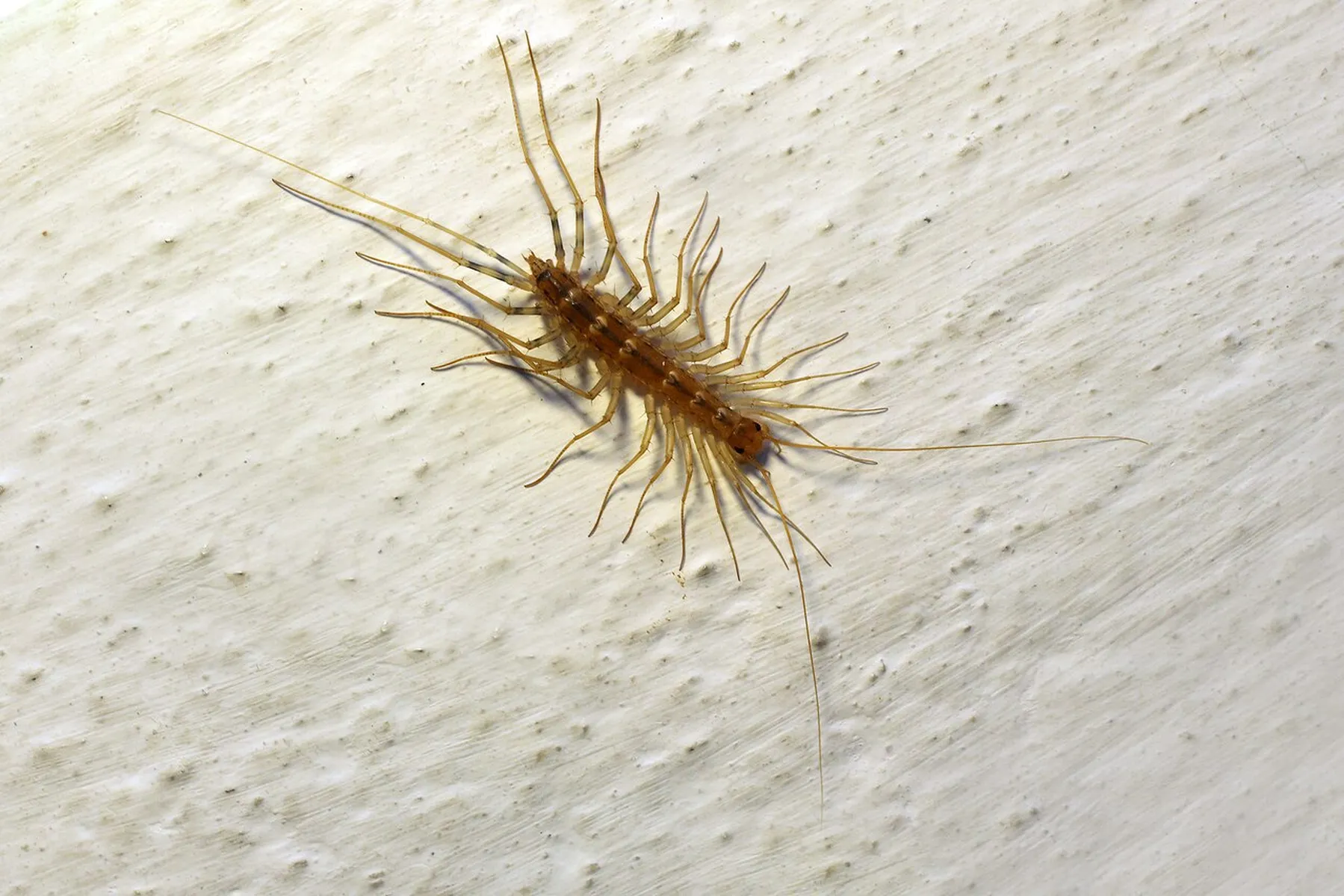 Moisture Pest control treatment