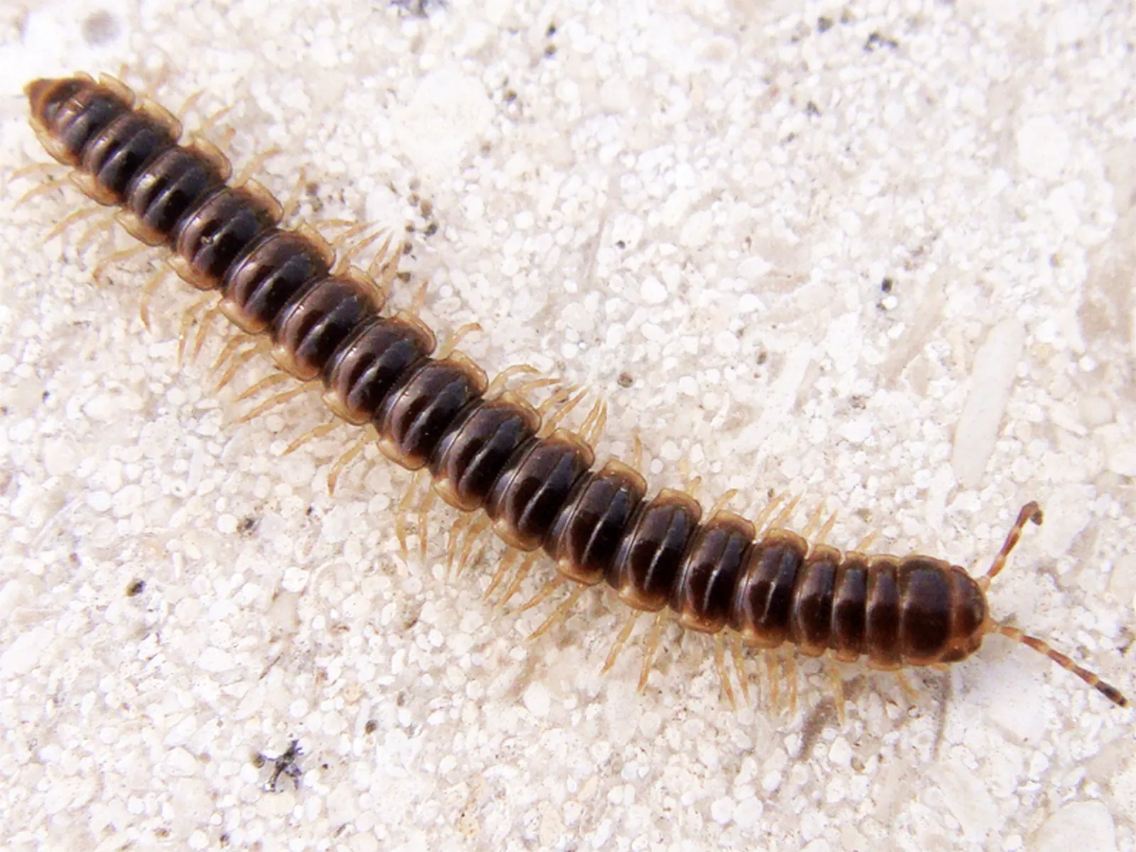 Moisture Pest control treatment