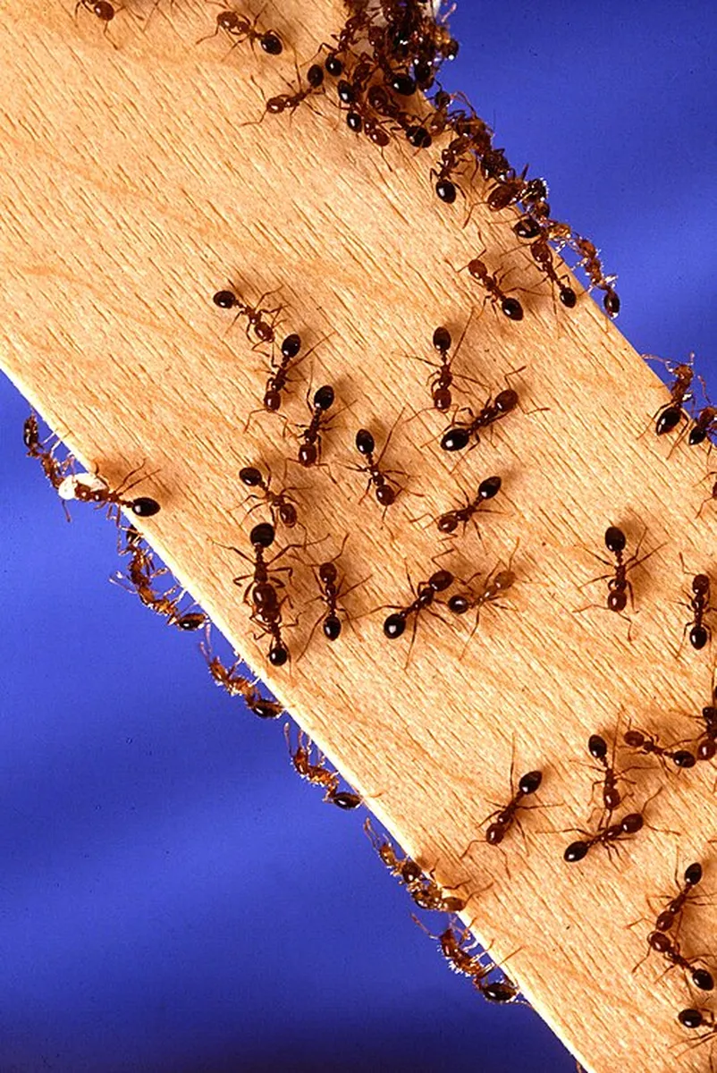 Ant control treatment