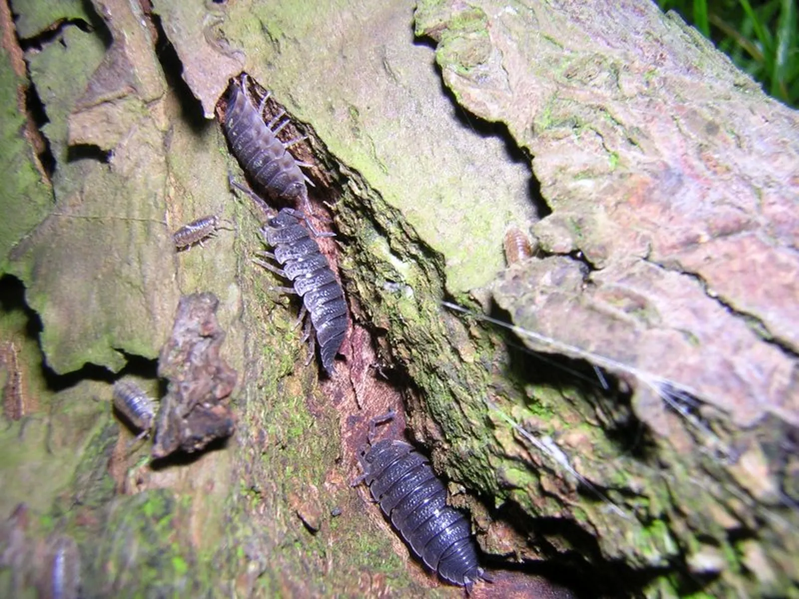 Sow Bug